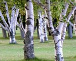 Birch2